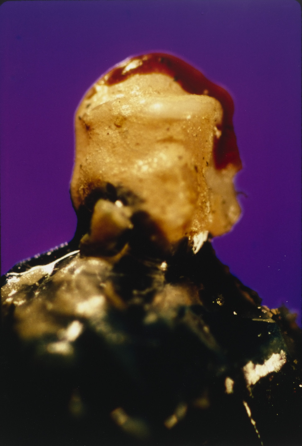 Laurie Simmons, Allan McCollum. Untitled from the series Actual Photos. 1985
