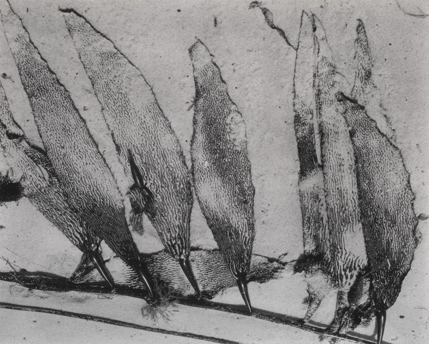 Edward Weston. Kelp. 1930