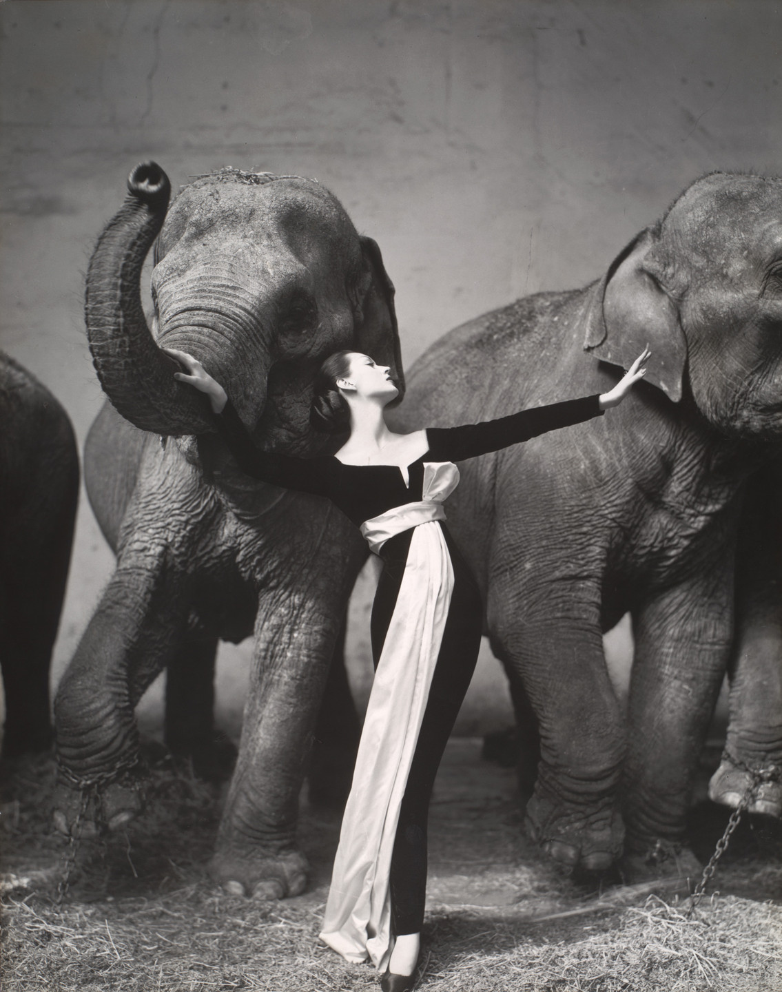 Richard Avedon. Dovima with Elephants, Evening Dress by Dior, Cirque d’Hiver, Paris. August 1955