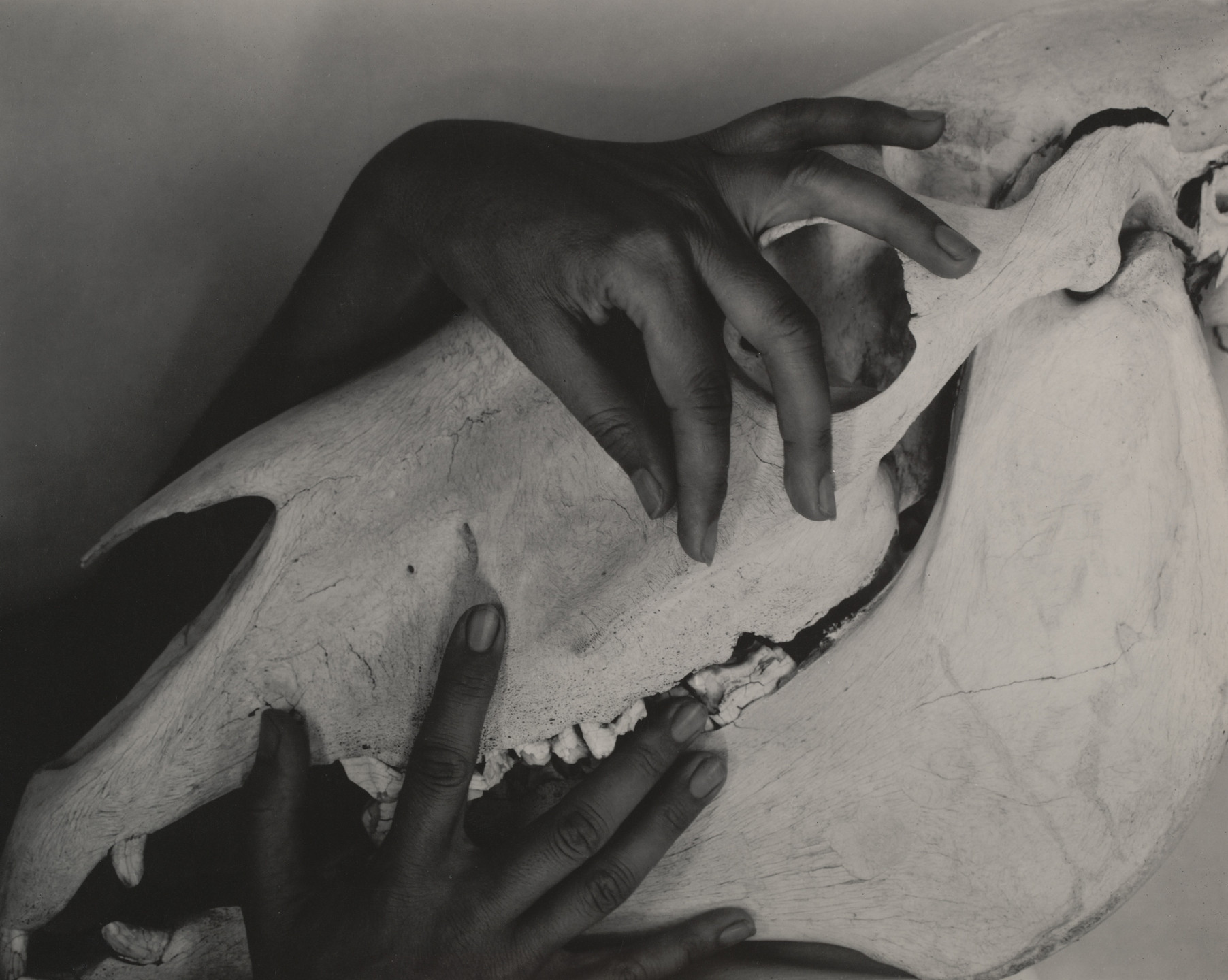 Alfred Stieglitz. Georgia O&#39;Keeffe - Hands and Horse Skull. 1931
