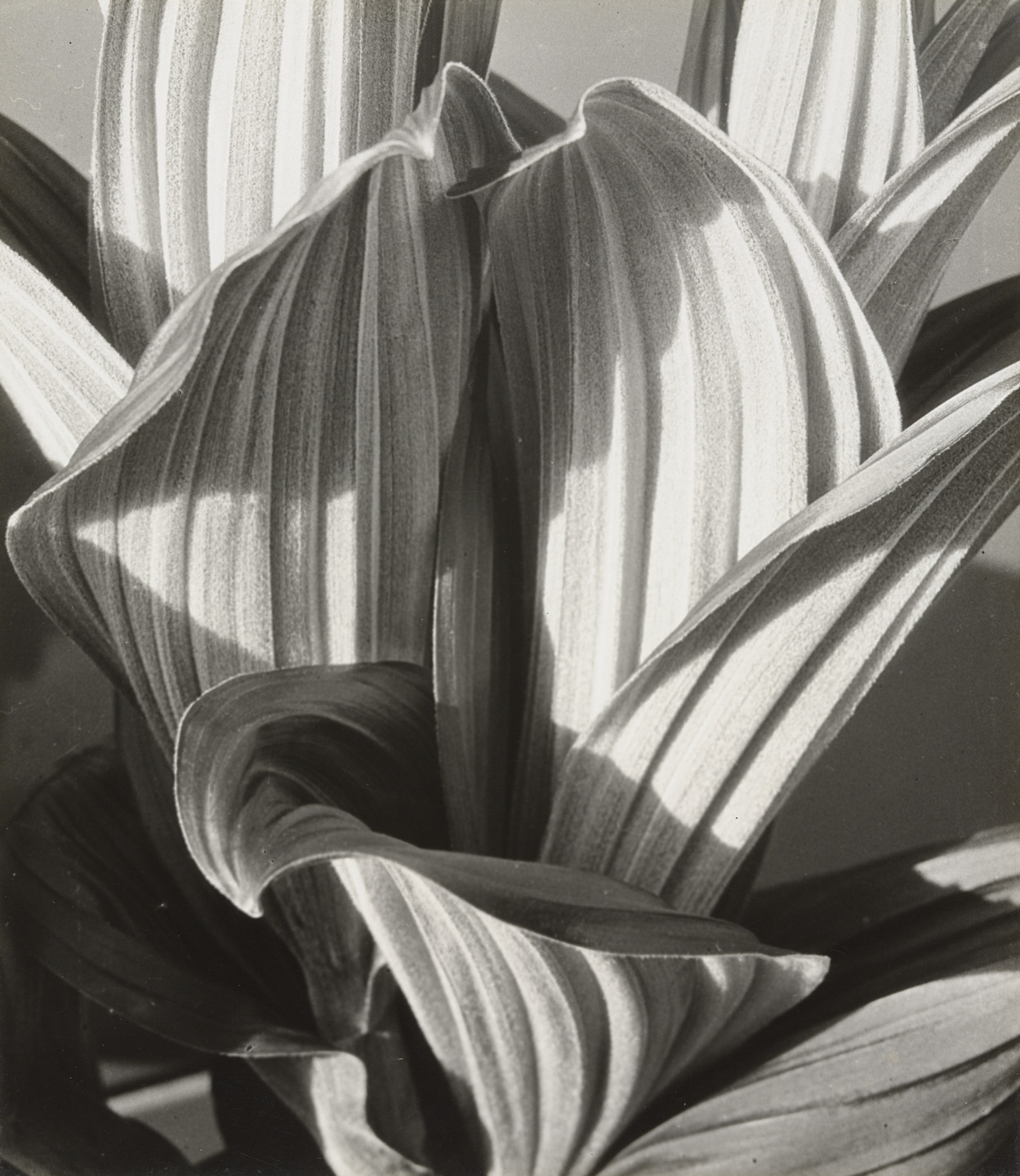 Imogen Cunningham. Glacial Lily. 1927