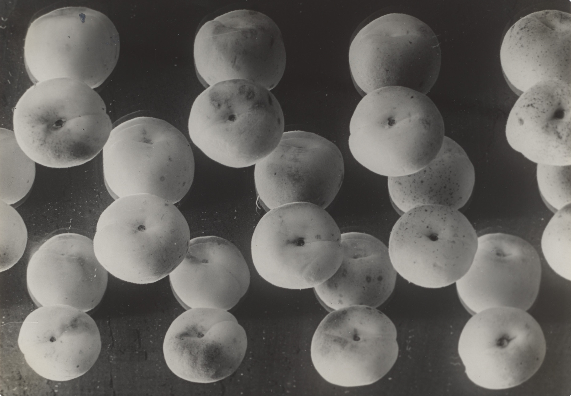 Elisabeth Hase. Apricots (Aprikosen). 1931