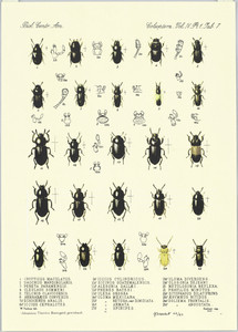 Untitled (Johannes Theodor Baargeld gewidmet)