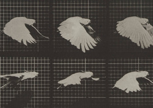 Eadweard Muybridge, Zoopraxographer