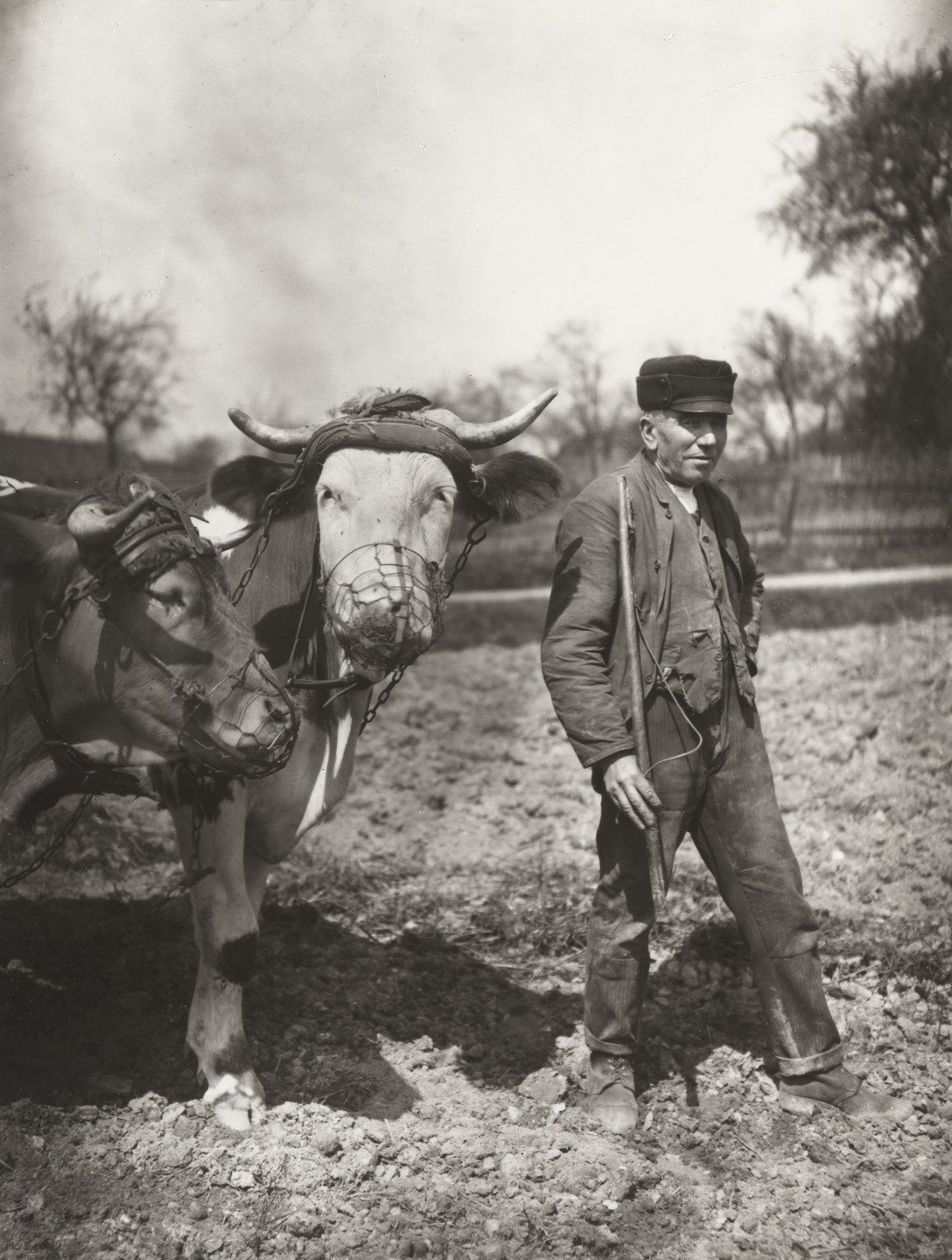 August Sander. Farmer working the Fields. c. 1930