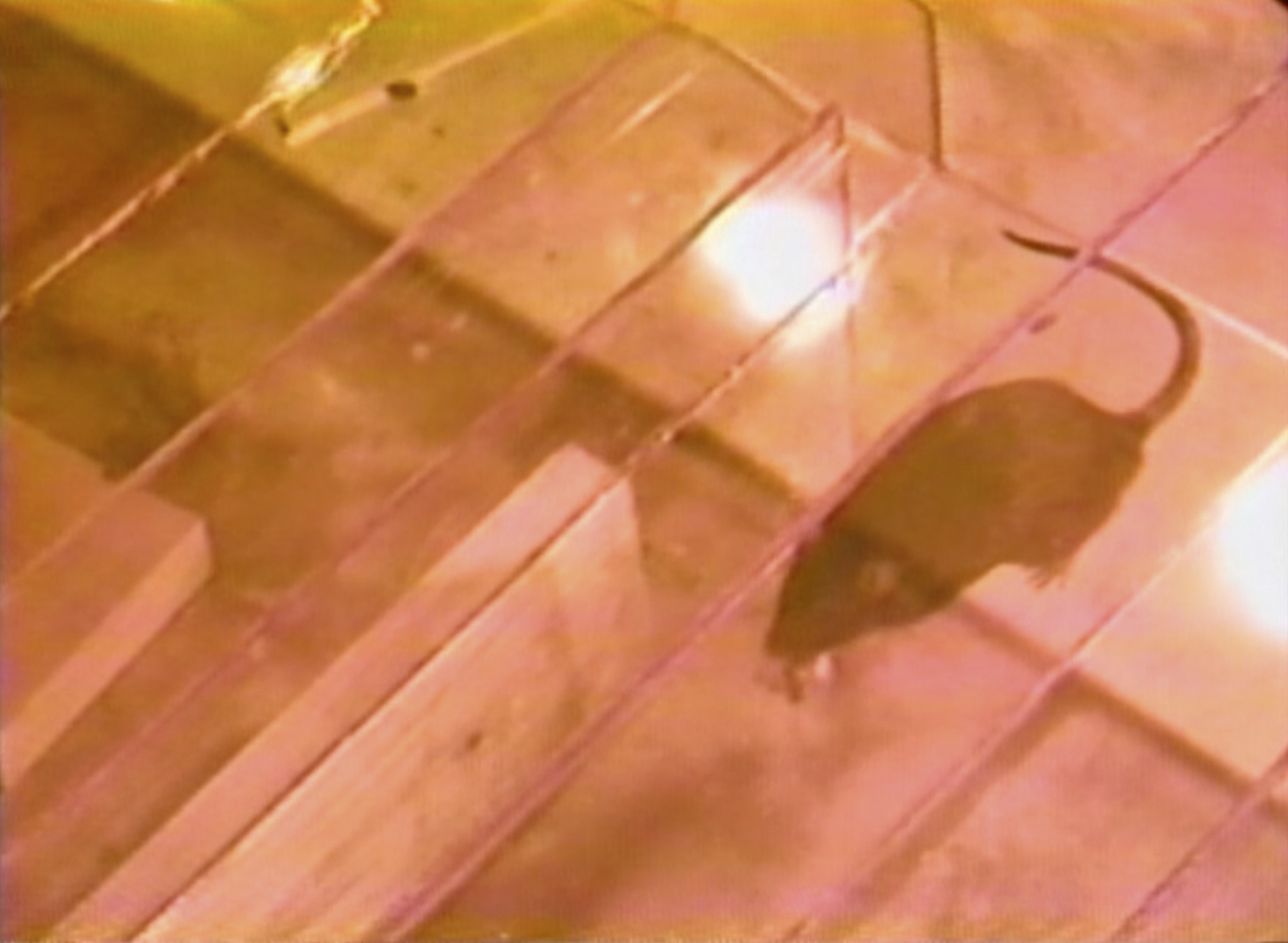 Bruce Nauman. Learned Helplessness in Rats (Rock and Roll Drummer). 1988