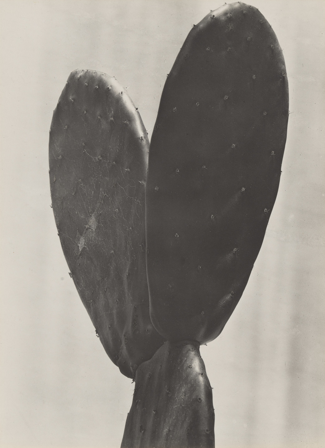 Tina Modotti. Cactus. 1925