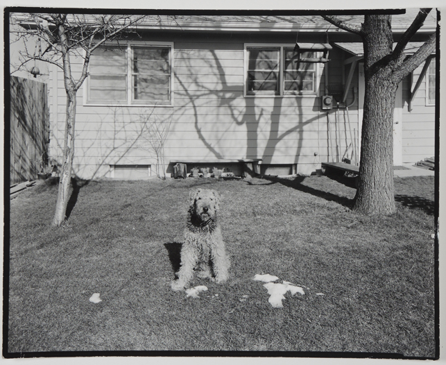<strong>Airedale, Longmont, Colorado. 1975</strong><br>
<em>There are events I'm planning to photograph. Two weeks ago, for instance, I was at the world championship cock fighting tournament in Charlottesville. I first used this  [new camera] there and it's ok. Bebe's </em>[Nixon’s wife]<em> grandfather won, by the way. I was thrilled and proud to meet you at last, John; I think my nervousness about it is out of my system now, and that's a relief. </em>Letter dated May 27, 1975
