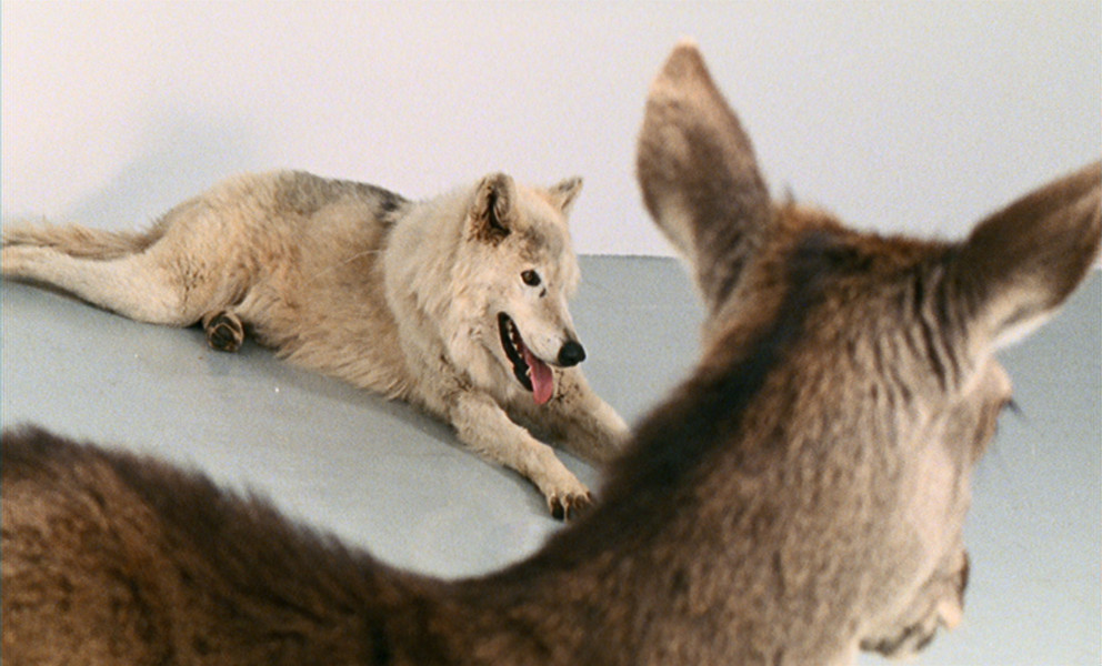 Mircea Cantor. Deeparture. 2005. 16mm film transferred to video (color, silent). 2:43 min. loop. Fund for the Twenty-First Century. © 2008 Mircea Cantor. Image courtesy of the artist and Yvon Lambert Paris/New York