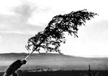 Jungfrukallan (The Virgin Spring). 1960. Sweden. Directed by Ingmar Bergman