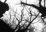 Trees in Autumn. 1975. Austria. Directed by Kurt Kren. Image courtesy sixpackfilm