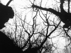 Trees in Autumn. 1975. Austria. Directed by Kurt Kren. Image courtesy sixpackfilm