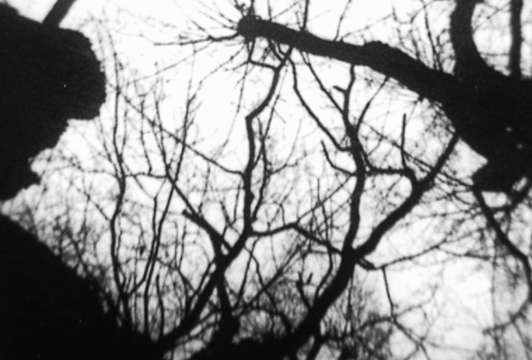 Trees in Autumn. 1975. Austria. Directed by Kurt Kren. Image courtesy sixpackfilm