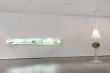 Paula Hayes. Installation view of Nocturne of the Limax maximus (Slug at left. Egg at right) at The Museum of Modern Art. 2010. Installation: cast acrylic, hand-blown glass, cnc-milled topographical wall and ceiling attachment, full-spectrum lighting, and tropical planting. Commissioned by The Museum of Modern Art, New York. Courtesy of the Artist and Marianne Boesky Gallery. © Paula Hayes. Photo: Jason Mandella