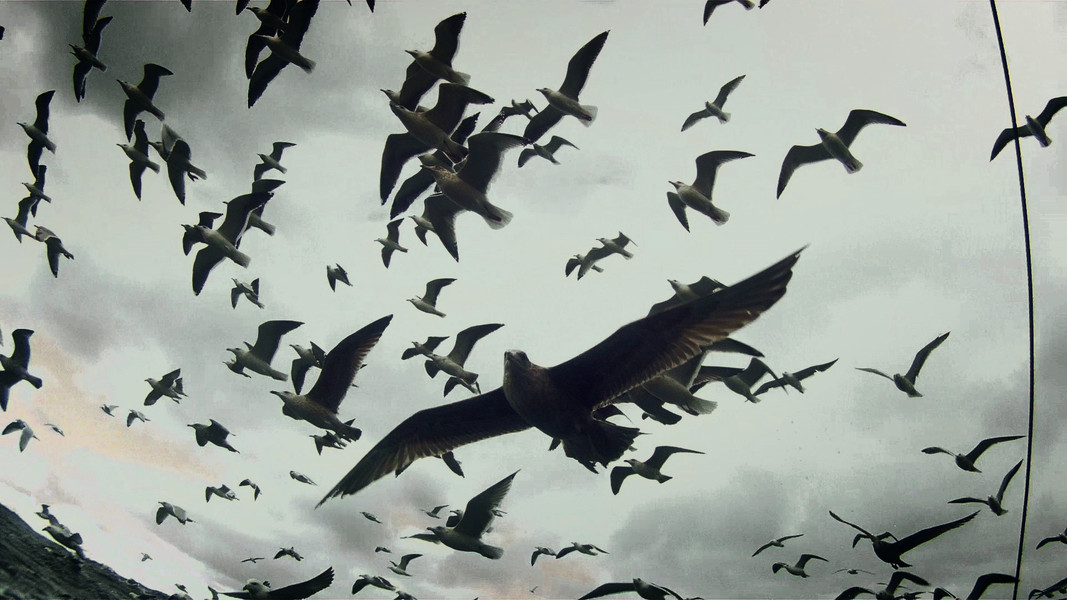 Leviathan*. 2012. France/Great Britain/USA. Directed by Lucien Castaing-Taylor, Verena Paravel