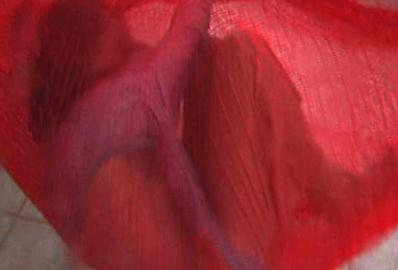 Beyond the Beyond. 2008. USA/Mexico. Directed by Lourdes Portillo. Courtesy the filmmaker
