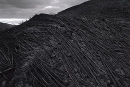 Frank Gohlke. Aerial View, Downed Forest Near Elk Rock, Approximately Ten Miles Northwest of Mount St. Helens, Washington. 1981. Gelatin silver print, 17 7/8 × 21 7/8″ (45.7 × 55.8 cm). The Museum of Modern Art, New York. Acquired through the generosity of Shirley C. Burden. © 2005 Frank Gohlke