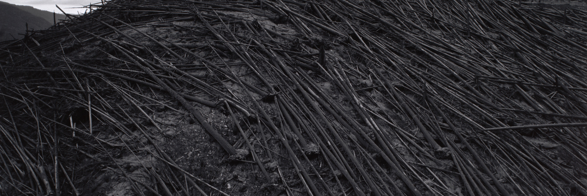 Frank Gohlke. Aerial View, Downed Forest Near Elk Rock, Approximately Ten Miles Northwest of Mount St. Helens, Washington. 1981. Gelatin silver print, 17 7/8 × 21 7/8″ (45.7 × 55.8 cm). The Museum of Modern Art, New York. Acquired through the generosity of Shirley C. Burden. © 2005 Frank Gohlke