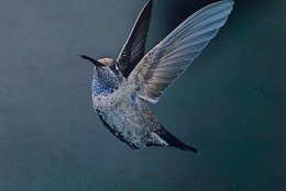 Eliot Porter. Blue-throated Hummingbird, Chiricahua Mountains, Arizona, May 1959 [Lampornis clemenciae]. 1959. Dye transfer print, 9 5/16 × 7 3/4″ (23.7 × 19.6 cm). The Museum of Modern Art, New York. Gift of David H. McAlpin. © 1990 Amon Carter Museum of American Art