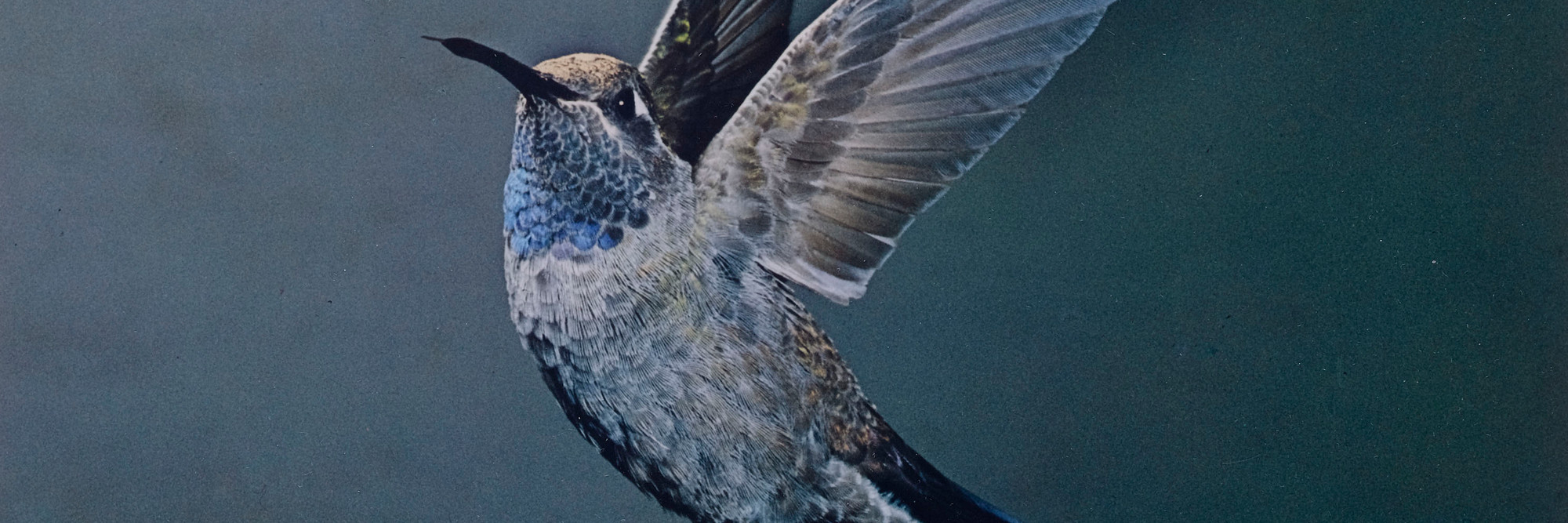 Eliot Porter. Blue-throated Hummingbird, Chiricahua Mountains, Arizona, May 1959 [Lampornis clemenciae]. 1959. Dye transfer print, 9 5/16 × 7 3/4″ (23.7 × 19.6 cm). The Museum of Modern Art, New York. Gift of David H. McAlpin. © 1990 Amon Carter Museum of American Art