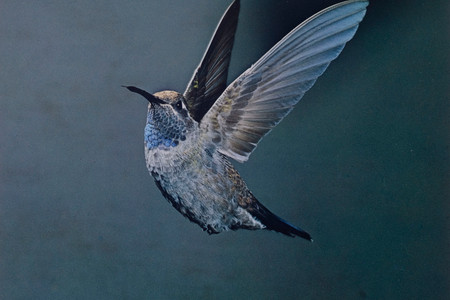Eliot Porter. Blue-throated Hummingbird, Chiricahua Mountains, Arizona, May 1959 [Lampornis clemenciae]. 1959. Dye transfer print, 9 5/16 × 7 3/4″ (23.7 × 19.6 cm). The Museum of Modern Art, New York. Gift of David H. McAlpin. © 1990 Amon Carter Museum of American Art