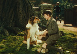 Lassie Come Home. 1943. USA. Directed by Fred M. Wilcox. Image courtesy George Eastman House.