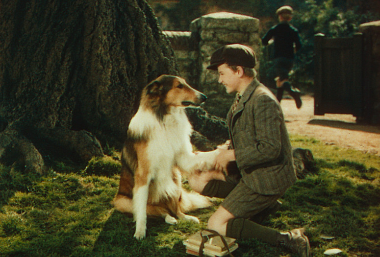 Lassie Come Home. 1943. USA. Directed by Fred M. Wilcox. Image courtesy George Eastman House.