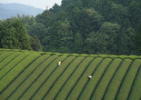 Mogari (The Mourning Forest). 2007. Japan/France. Directed by Naomi Kawase. Courtesy of Kumie Inc.