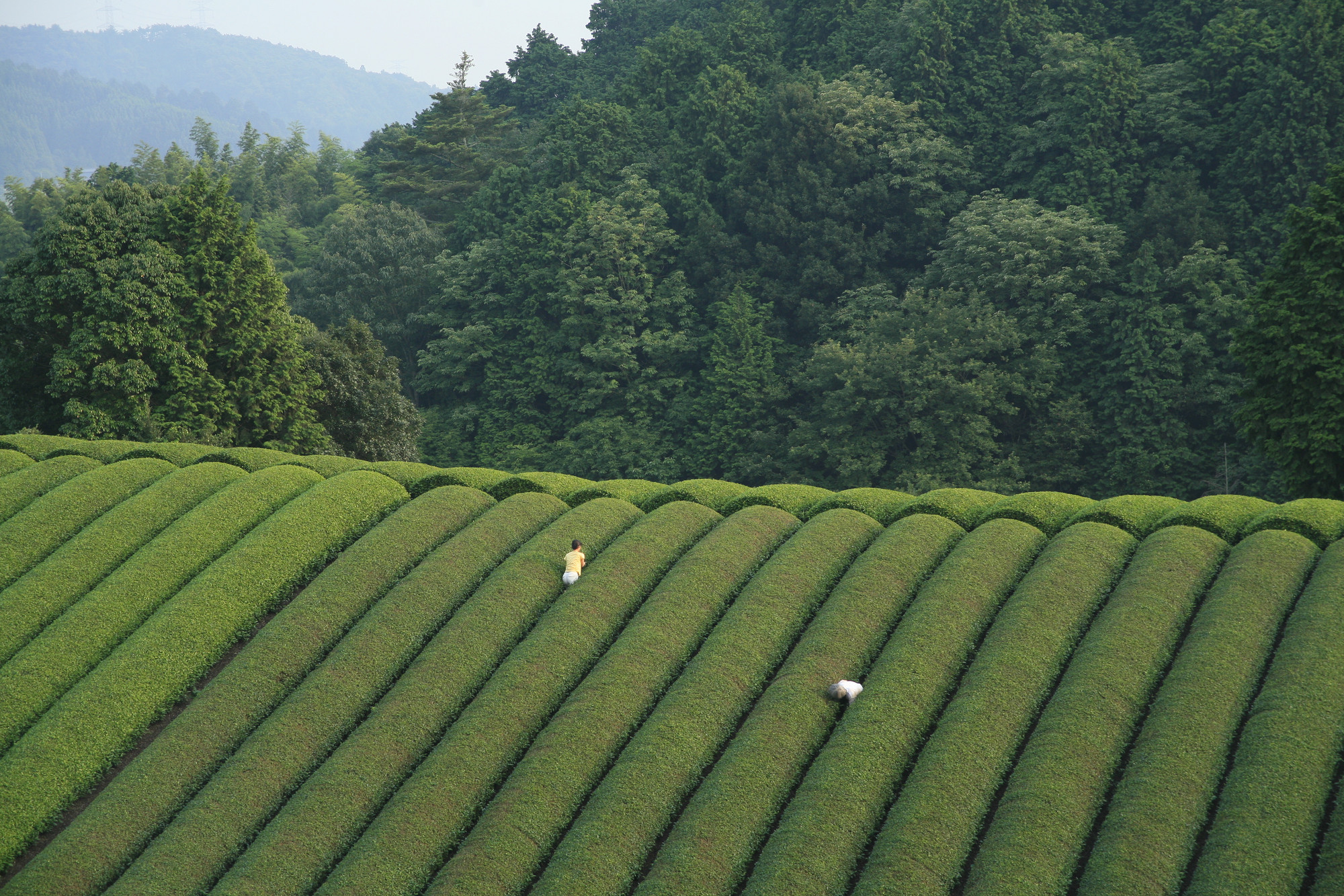 Mogari (The Mourning Forest). 2007. Directed by Naomi Kawase | MoMA