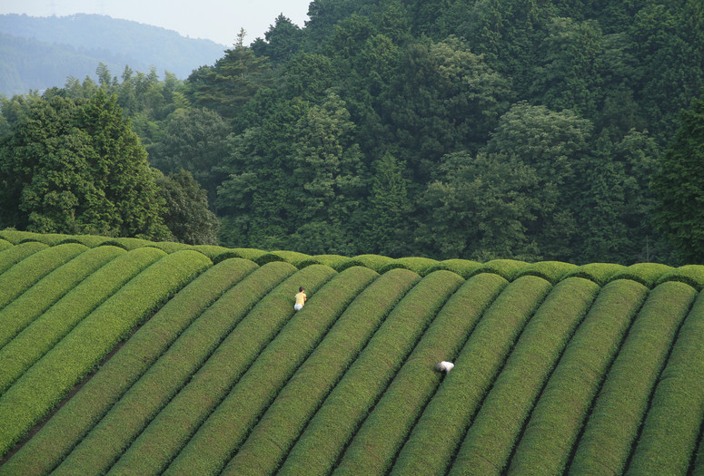 Mogari (The Mourning Forest). 2007. Japan/France. Directed by Naomi Kawase. Courtesy of Kumie Inc.