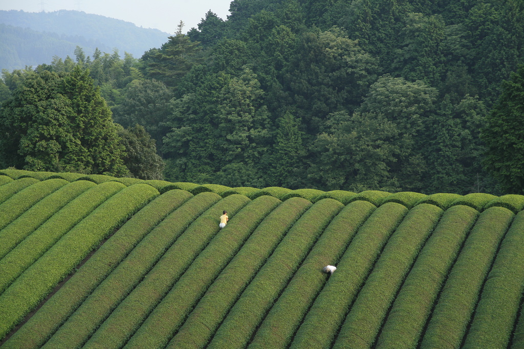 Mogari (The Mourning Forest). 2007. Japan/France. Directed by Naomi Kawase. Courtesy of Kumie Inc.