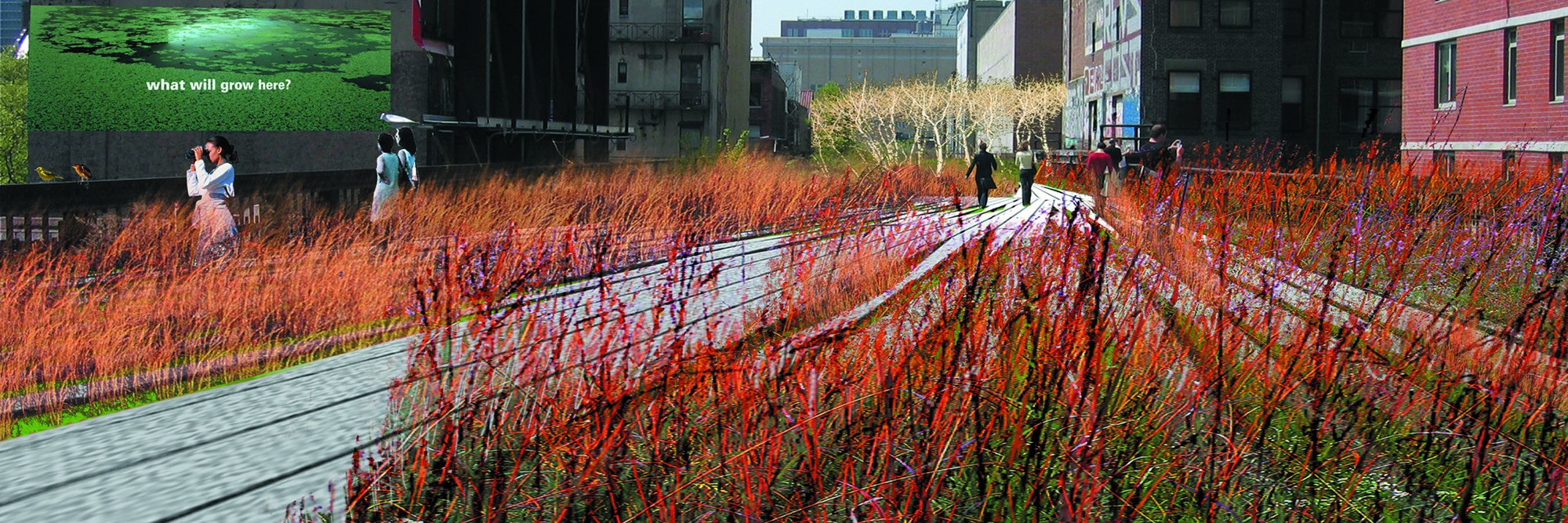 Field Operations and Diller Scofidio + Renfro. The High Line, New York, New York. 2004–05. Perspective of grasslands and planking system, 2004