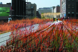 Field Operations and Diller Scofidio + Renfro. The High Line, New York, New York. 2004–05. Perspective of grasslands and planking system, 2004