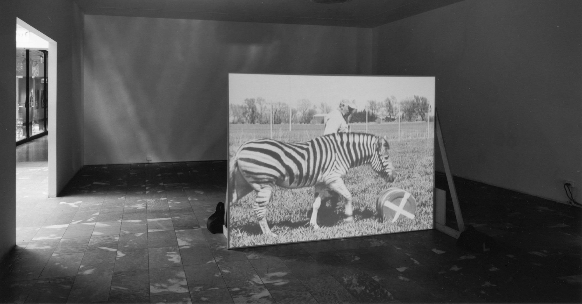 Installation view of Projects 64: Diana Thater at The Museum of Modern Art, New York. Photo: Thomas Griesel