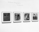 Installation view of William Wegman’s Cinderella at The Museum of Modern Art, New York. Photo: Mali Olatunji