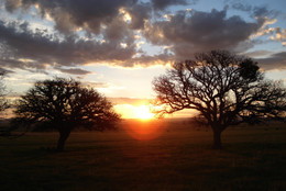 Silent Light. 2007. Mexico/France/Netherlands/Germany. Written and directed by Carlos Reygadas