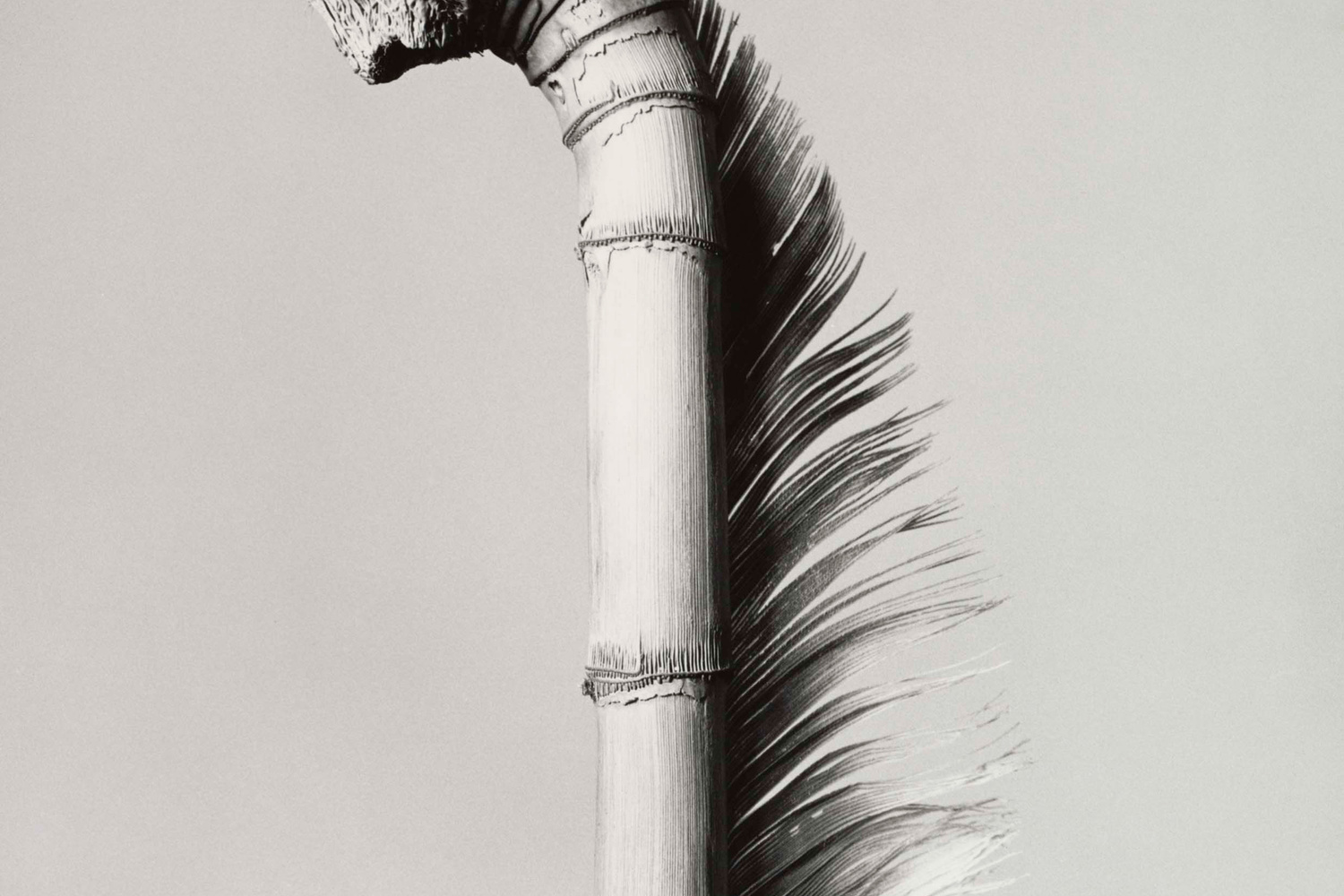 Joan Fontcuberta (Spanish, born 1955). Mullerpolis Plunfis. 1984. Gelatin silver print, 10 7/16 x 8 9/16″ (26.5 x 21.7 cm). The Museum of Modern Art, New York. Robert and Joyce Menschel Fund. © 2016 Joan Fontcuberta