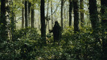 Michelangelo Frammartino. Alberi (detail). 2013. Film still. Courtesy the Artist
