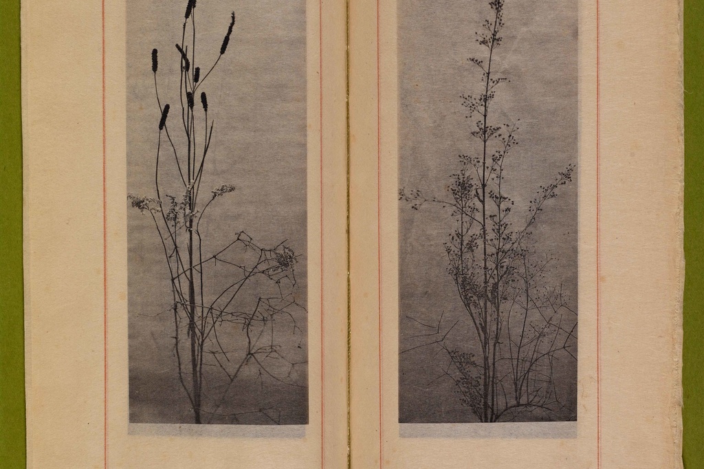 Dried grasses and seedpods. n.d. Photogravures on Japanese paper, page 7 1⁄2" x 2 3⁄4" (19.1 x 7 cm). Inset in William C. Gannett. The House Beautiful (River Forest, Ill.: Auvergne Press, 1896–98). Avery Architectural & Fine Arts Library, Columbia University, New York