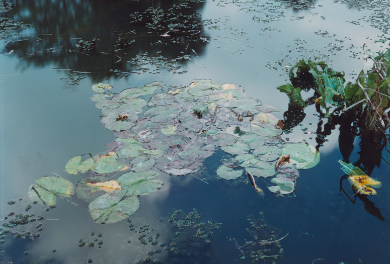 Giverny, France, 1977. 1977. Chromogenic color print, 7 11/16 x 9 5/8" (19.5 x 24.5 cm). The Museum of Modern Art, New York. Gift of the Estate of Lila Acheson Wallace. © 2017 Stephen Shore