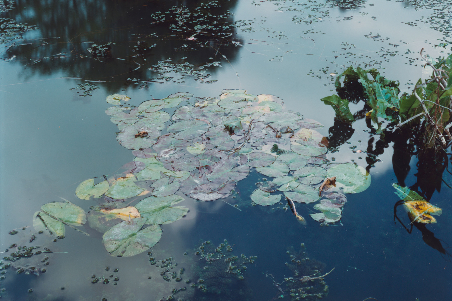 Giverny, France, 1977. 1977. Chromogenic color print, 7 11/16 x 9 5/8" (19.5 x 24.5 cm). The Museum of Modern Art, New York. Gift of the Estate of Lila Acheson Wallace. © 2017 Stephen Shore