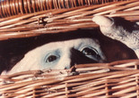Basket Case. 1982. USA. Directed by Frank Henenlotter
