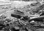 Dawson City: Frozen Time. 2016. USA. Directed by Bill Morrison. Courtesy of Kino Lorber