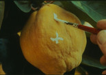 El sol del membrillo (The Quince Tree Sun). 1992. Spain. Directed by Victor Erice. Courtesy of Estudio Antonio López