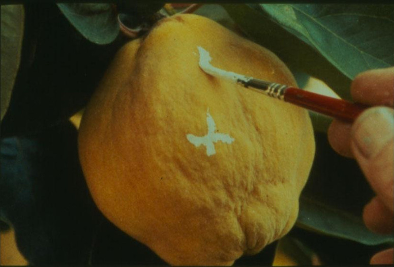 El sol del membrillo (The Quince Tree Sun). 1992. Spain. Directed by Victor Erice. Courtesy of Estudio Antonio López