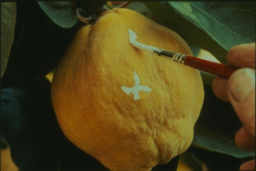 El sol del membrillo (The Quince Tree Sun). 1992. Spain. Directed by Victor Erice. Courtesy of Estudio Antonio López