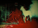 Berlin Horse. 1970. Great Britain. Directed by Malcolm le Grice. Courtesy of Malcolm LeGrice and LUX, London
