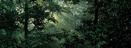 Thomas Demand. Clearing. 2003