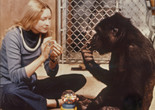 Koko: A Talking Gorilla. 1978. France. Directed by Barbet Schroeder. Courtesy Les Films du Losange