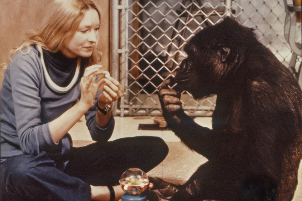 Koko: A Talking Gorilla. 1978. France. Directed by Barbet Schroeder. Courtesy Les Films du Losange